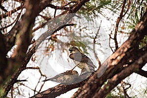 Juvenile light morph Red-tailed hawk Buteo jamaicensis eats a blue jay