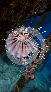 Juvenile lion fish pterois on a jetty pillar