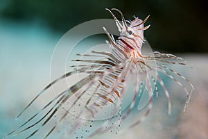 Juvenile Lion-fish underwater