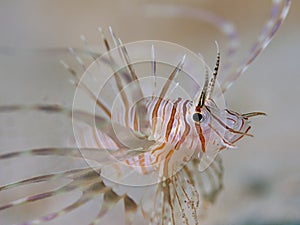 Juvenile Lion-fish underwater