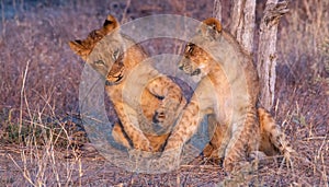 Juvenile lion interaction