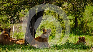 A juvenile lion Panthera Leo watches up in the shadows of an umbrella thorn acacia in Serengeti Nationalpark