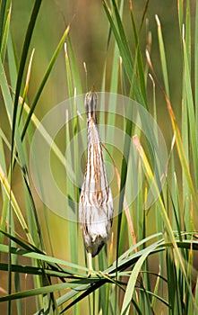 Juvenile Little Bittern in its characteristic skywards pointing pose photo