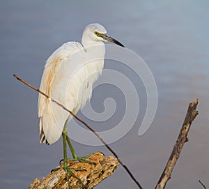 Juvenile little blue