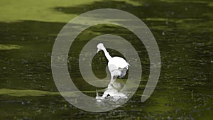 Juvenile Little Blue Heron Hunting