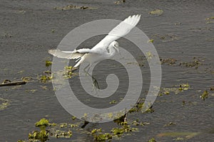 Juvenile little blue heron landing at Orlando Wetlands Park. photo