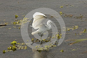 Juvenile little blue heron landing at Orlando Wetlands Park.