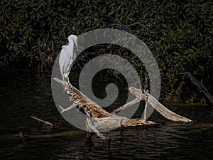 Juvenile Little Blue Heron Posing on a Fallen Tree Branch