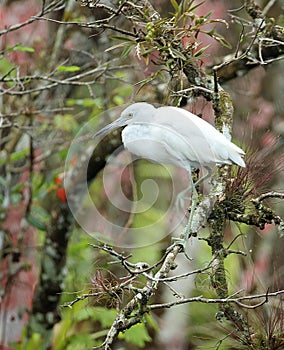 A Juvenile Little Blue Heron in Profile in Corkscrew Swamp Florida