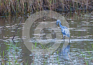 Juvenile Little Blue Heron Reflecting