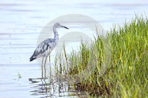 Juvenile Little Blue Heron Standing In Shallow Water