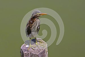 Juvenile Little Green Heron On A Post