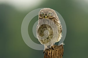 Juvenile Little Owl (Athene noctua)