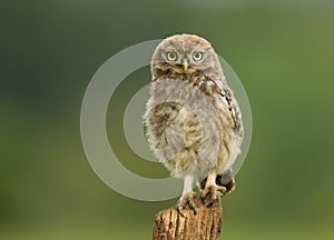 Juvenile Little Owl Athene noctua on a post