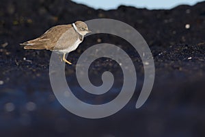 Juvenile Little Ringed Plover on seaweed