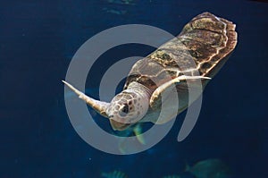 Juvenile loggerhead sea turtle, Caretta caretta