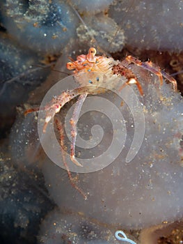 Juvenile long-clawed squat lobster, Munida rugosa