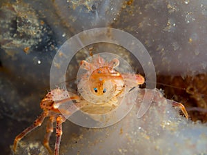 Juvenile long-clawed squat lobster, Munida rugosa