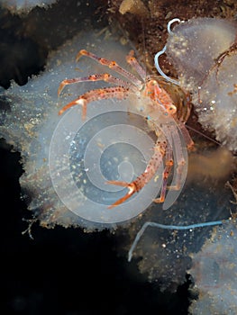 Juvenile long-clawed squat lobster, Munida rugosa