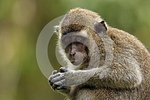 Juvenile Long-tailed Macaque photo