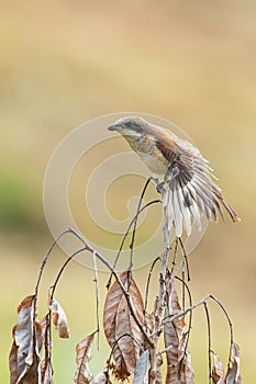 Juvenile Long-tailed Shrike perching on dried  tree branch looking into a distance