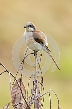 Juvenile Long-tailed Shrike perching on dried  tree branch looking into a distance