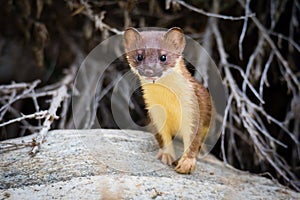 Juvenile Long Tailed weasel