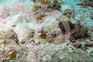 Juvenile Longfin Damselfish hovering over coral Stegastes diencaeus