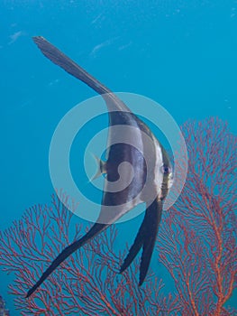 Juvenile longfin spadefish