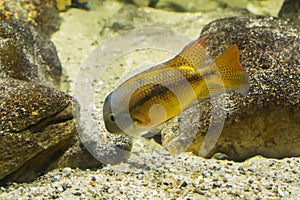 Juvenile Macaw cichlid, a tropical and colorful fish from the atlantic slope of America photo