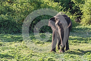 Juvenile male aisian elephant walking in a nature reserve