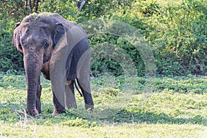 Juvenile male aisian elephant walking in a nature reserve