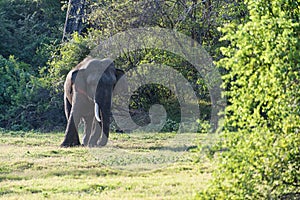 Juvenile male aisian elephant walking in a nature reserve
