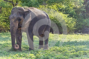 Juvenile male aisian elephant walking in a nature reserve