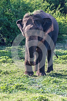 Juvenile male aisian elephant walking in a nature reserve