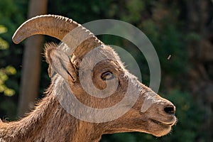 Juvenile Male Big Horn Ram