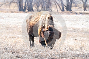 Juvenile Male Bison at Rocky Mountain Arsenal in Colorado photo