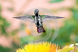 A juvenile male Black-throated Mango hovering above a flower.