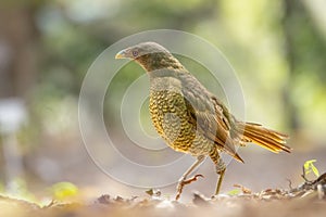 Juvenile Male bowerbird practising its mating dance