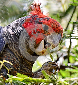 A juvenile male gang gang cockatoo in the Canberra region in Australia`s Australian Capital Territory