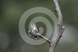 Juvenile Male Hummingbird having a morning stretch