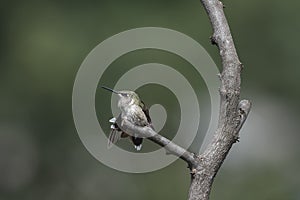 Juvenile Male Hummingbird having a morning stretch photo