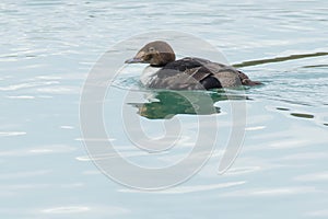 King Eider - Somateria spectabilis