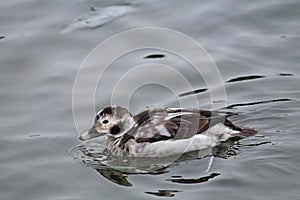 Juvenile male Long-tailed duck or Clangula hyemalis in winter plumage