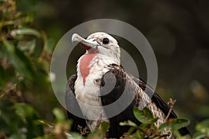 Juvenile Male Magnificent Frigatebird photo