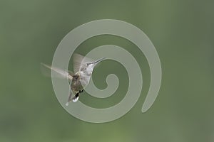 Juvenile Male with Nectar Drops on Beak