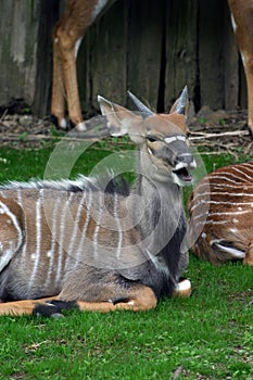 Juvenile male nyala