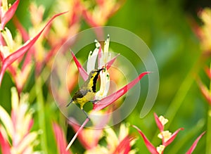 Juvenile Male Olive-backed Sunbird