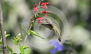 Ruby-throated Hummingbird Feeding on Red Sage. photo