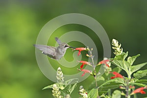 Ruby-throated Hummingbird flying near the Sage. photo